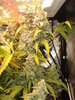 Grow 03 Day 78e.JPG