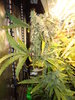 Grow 03 Day 79a.JPG