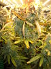 Grow 03 Day 79b.JPG