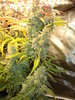 Grow 03 Day 79c.JPG