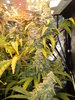 Grow 03 Day 79e.JPG