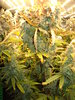 Grow 03 Day 80b.JPG