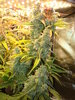 Grow 03 Day 80c.JPG