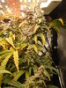 Grow 03 Day 80e.JPG