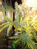 Grow 03 Day 81a.JPG