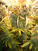 Grow 03 Day 81b.JPG