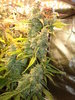 Grow 03 Day 81c.JPG