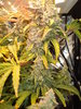 Grow 03 Day 81e.JPG