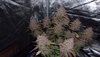 Fast Buds FBT2201Gorilla Punch.JPG