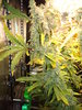 Grow 03 Day 82a.JPG