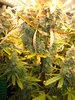 Grow 03 Day 82b.JPG