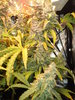 Grow 03 Day 82e.JPG