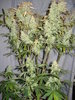 Grow 03 Day 84.JPG