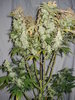 Grow 03 Day 84a.JPG