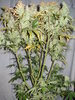 Grow 03 Day 84b.JPG