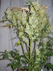 Grow 03 Day 84c.JPG