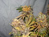 Grow 03 Day 84e.JPG