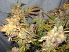 Grow 03 Day 84f.JPG