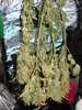 Grow 03 Day 86.JPG