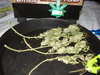 Grow 03 Day 87g.JPG