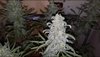 Freakshow auto F3 seeds harvest 001_Moment(2).jpg