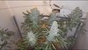 Freakshow auto F3 seeds harvest 001_Moment.jpg