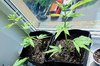 dr-jack-clones-2-3-day22-2.jpg