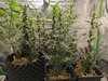 07-15-autoflowers-frontal.jpg