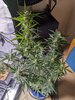mandarine-02b.jpg