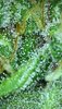 MM.1_day65_trichs.jpg