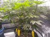 Day 37, major defoliation