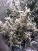 This is a review of my first auto grow