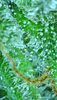 GL.3_day99_trichs.jpg