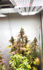 GDP Plant3 pic2 -10-8-2022.jpg