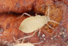 Root-Aphid-e1587973587761-800x533.jpg