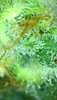 WTF.1_day113_trichs.jpg