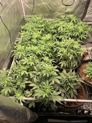 Day 34  Big Boi autos