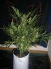 AUTO SWEET CHEESE_8-31-13 PRE CHOP 1.jpg