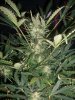 AUTO SWEET CHEESE_8-31-13 PRE CHOP 2.jpg