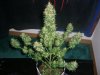 AUTO SWEET CHEESE_8-31-13 PRE CHOP 5.jpg