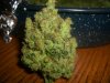 SWEET CHEESE NUGG 2_8-31-13.jpg