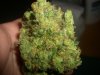 SWEET CHEESE NUGG 3_8-31-13.jpg