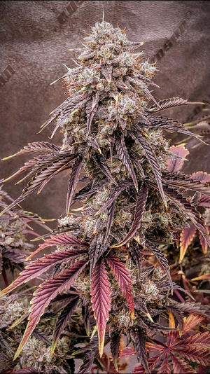 Night Owl Seeds, Star Spangled Banner 3