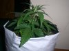 AUTO SWEET CHEESE 3_11-4-13 2.jpg