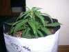 AUTO SWEET CHEESE 4_11-4-13 2.jpg