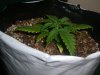 AUTO SWEET CHEESE 5_11-4-13 2.jpg