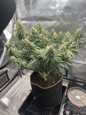 Amnesia fem from Canuck