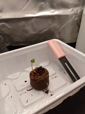 Grow 04 Day 0a.jpg