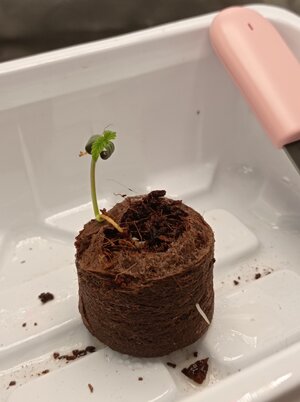 Grow 04 Day 0b.jpg