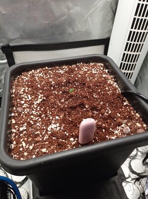 Grow 04 Day 0c.jpg